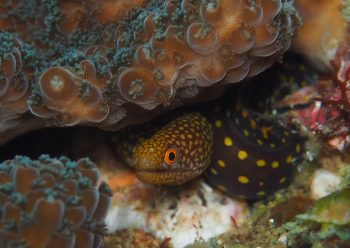 ハナビラウツボ