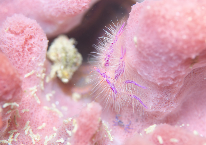 サクラコシオリエビ