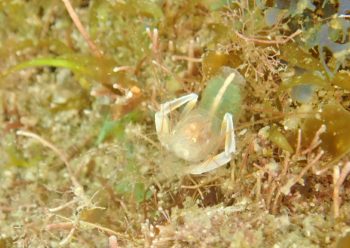 ミクロプロステマ・タケダイ