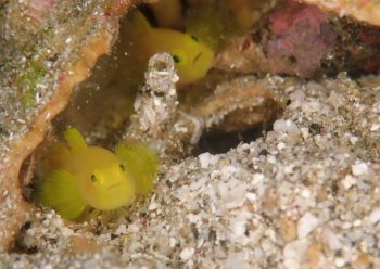 ミジンベニハゼ