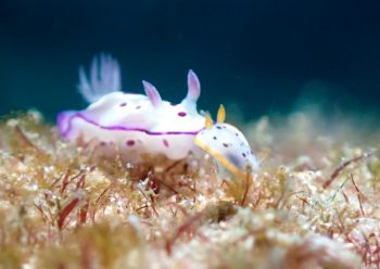 マダライロウミウシ