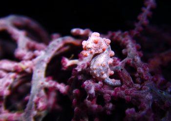 ピグミーシーホース