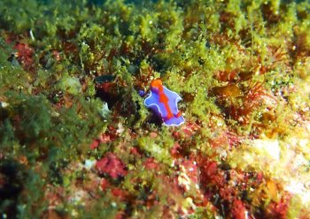 ニシキウミウシ