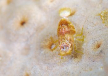 カクレエビＳＰ