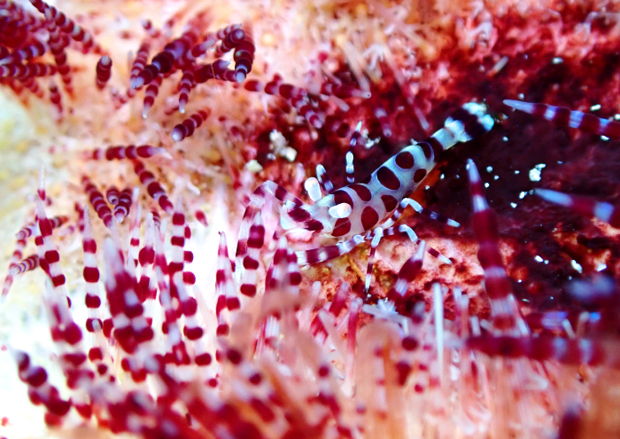 ぺリクリメネス・コールマンイ