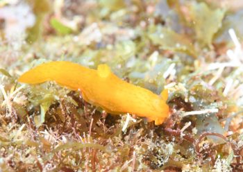 キヌハダモドキ