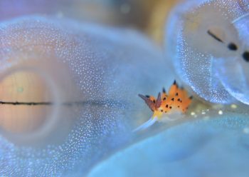 ツルガチゴミノウミウシ