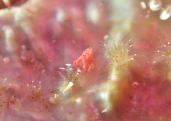 ミノウミウシＳＰ