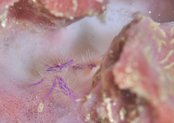 サクラコシオリエビ