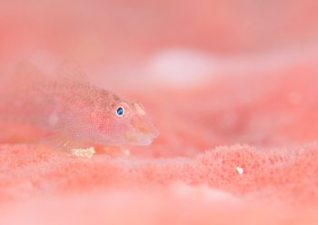 タレクチウミタケハゼ