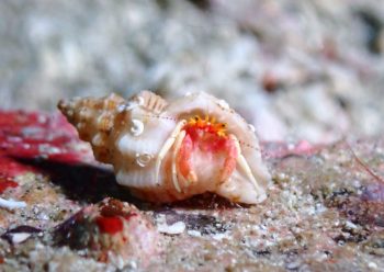 アカテミギキキヨコバサミ