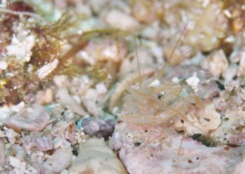 サンゴヒメエビ