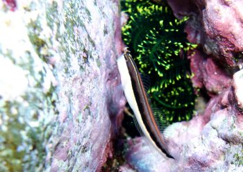 ヒトスジギンポ