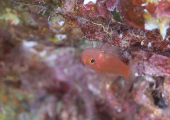 ナガシメベニハゼ