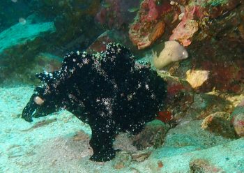 オオモンカエルアンコウ