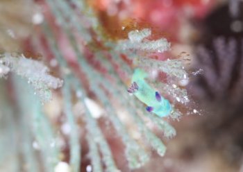 ミドリリュウグウウミウシ