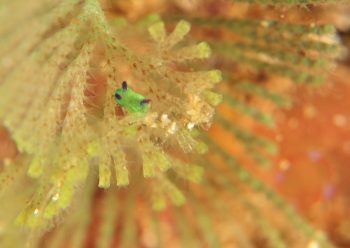 ミドリリュウグウウミウシ