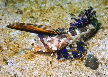 イッポンテグリ