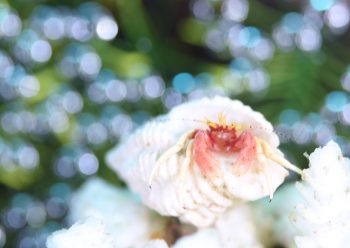 アカテミギキキヨコバサミ