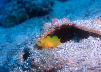 ミジンベニハゼ