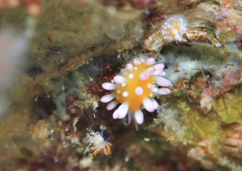 イガグリウミウシ