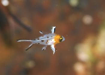 ヒオドシベラyg