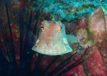 シマウミスズメ