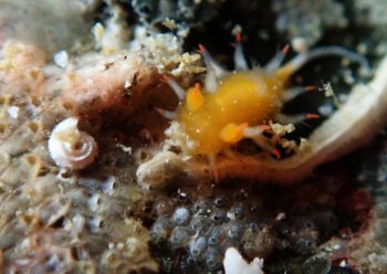 ヒメエダウミウシ