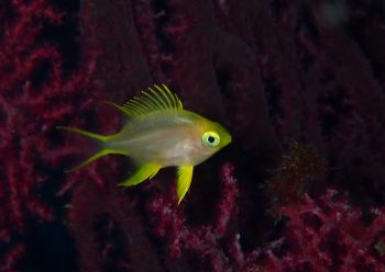 ヤマブキスズメダイ