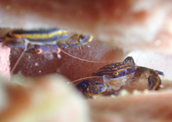 キクチカニダマシ