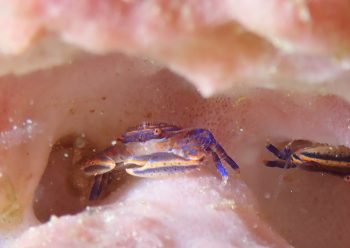 キクチカニダマシ