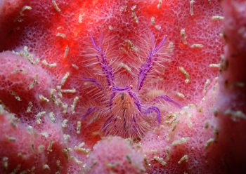 サクラコシオリエビ