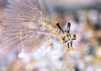 ツノザヤウミウシ