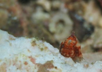 カエルアンコウモドキ