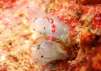 ルージュミノウミウシ