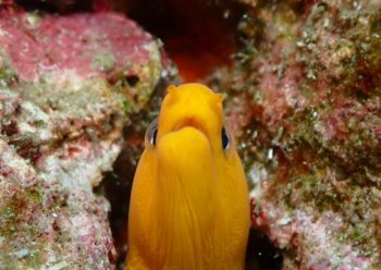 ゴールデンイールモレイ