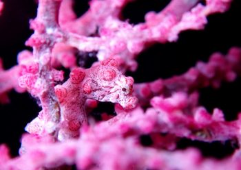 ピグミーシーホース