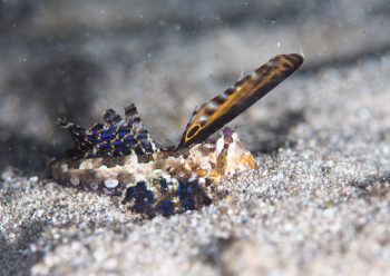 イッポンテグリ