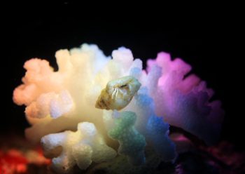 ウスイロサンゴヤドカリ