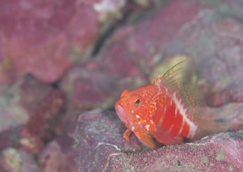 オシャレハナダイ