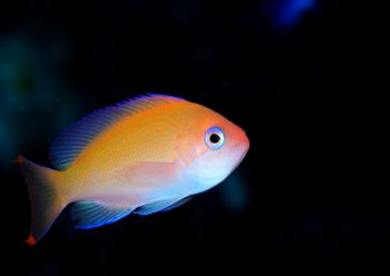 ケラマハナダイ