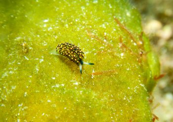 アオモウミウシ