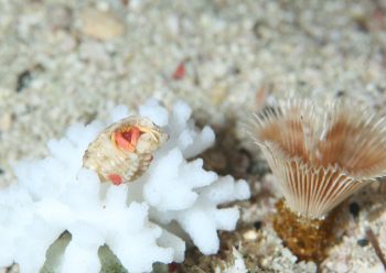 アカテミギキキヨコバサミ