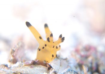 カンナツノザヤウミウシ