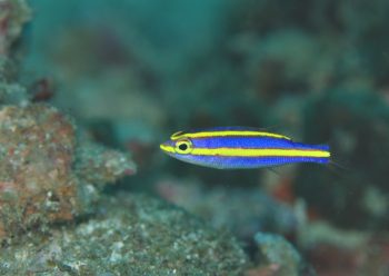 ヤクシマキツネウオ