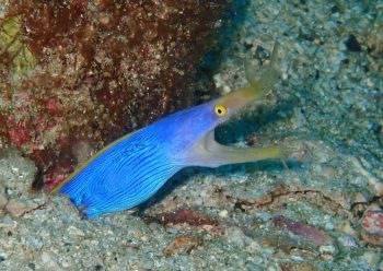 ハナヒゲウツボ