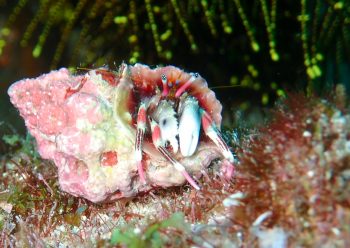 カザリサンゴヤドカリ