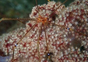 オルトマンワラエビ