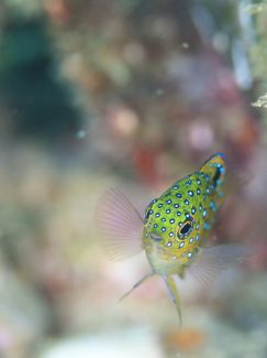 ルリホシスズメダイ