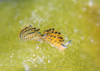 アオモウミウシ